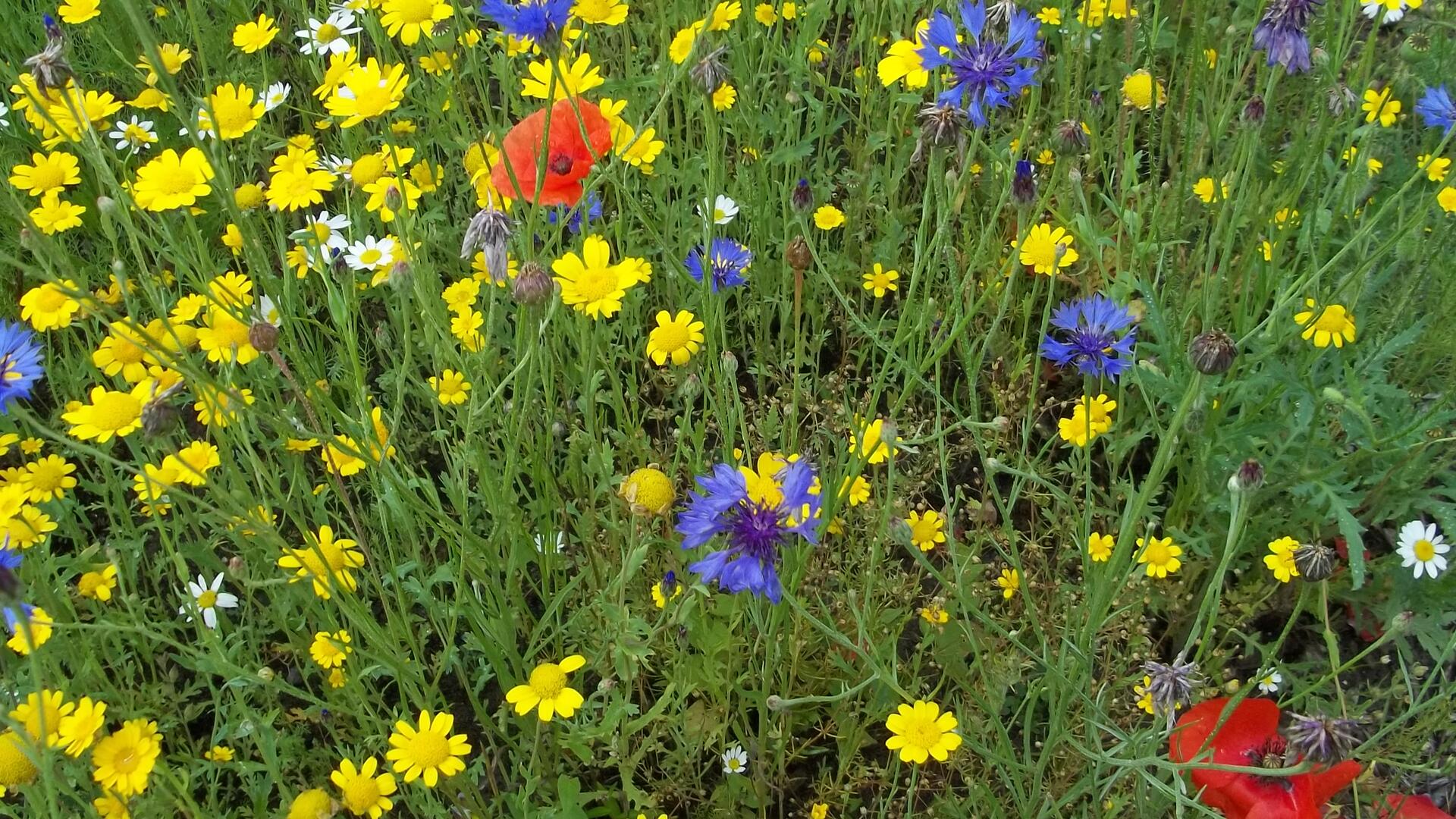 bloemzaad